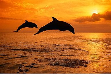 《怪奇物语》章节将回归《黎明杀机》